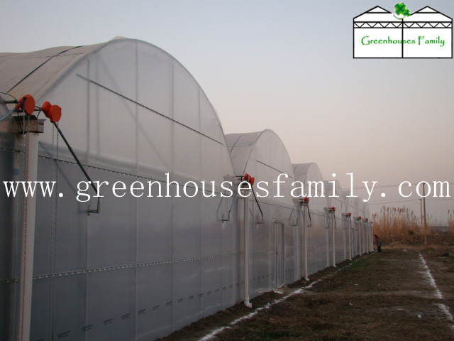 Gutter-Connected Greenhouse